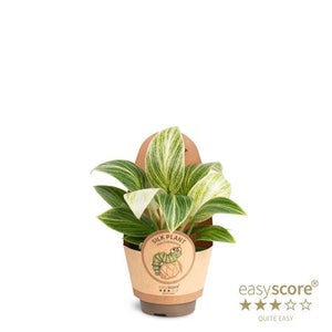 Philodendron ‘Peridot White’ – 6cm Pot