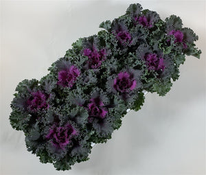 Curly Red Ornamental Brassica – 10.5cm Pot