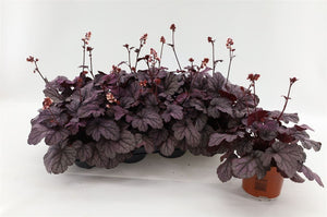 Heuchera ‘Sugar Plum’ – 13cm Pot