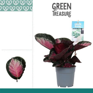Calathea Rosy Roseo Picta – 12cm Pot