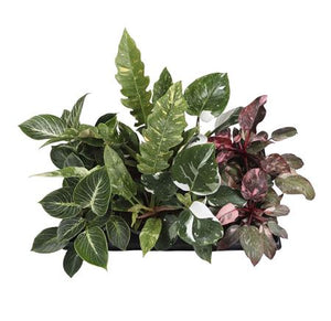 Philodendron Green Houseplant – 12cm Pot