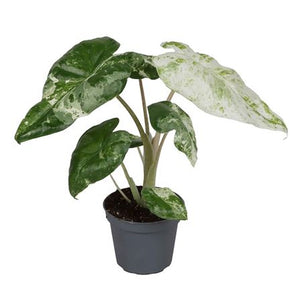 Alocasia ‘Batik’ – 6cm Pot, Approx. 20cm High