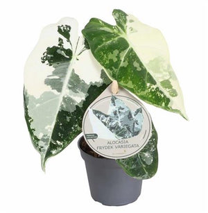 Alocasia Frydek Variegata – 6cm Pot