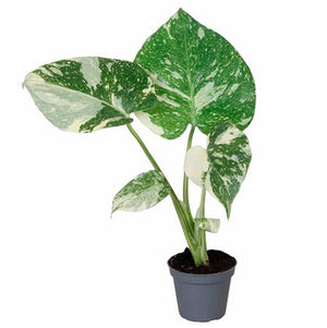 Monstera Thai Constellation – 6cm Pot