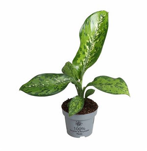 Dieffenbachia ‘Crocodile’ – 12cm Pot