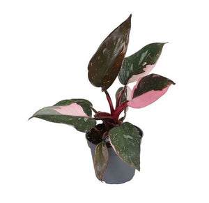 Pink Princess Philodendron – 6cm Pot