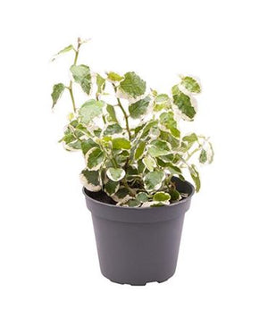 Ficus pumila ‘Bellus’ Creeping Fig – 6cm Pot