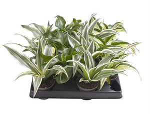 Dracaena Mix – 6cm Pot, Approx. 15cm High