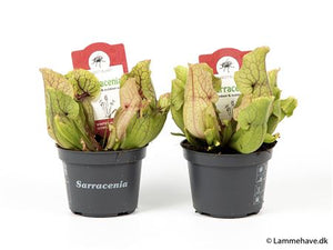 Sarracenia purpurea ‘Montana’ Mixed Carnivorous Plant