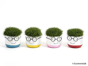 Sagina subulata Green Smile Ornament