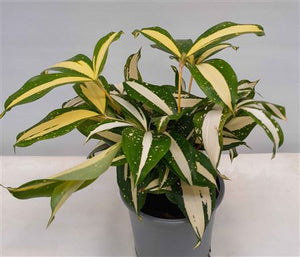 Dracaena 'Milky Way' – 12cm Pot, 25cm High