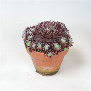 Red Spiderweb Sempervivum
