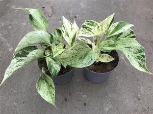 Snow Leopard Pothos (Epipremnum) – 12cm Pot