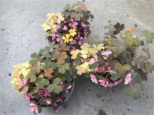 Oxalis ‘Vulcanicola Carnaval’ – 10cm Pot
