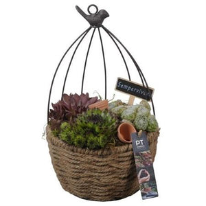 Decorative Plant Arrangement with Rope Basket – 20cm Pot