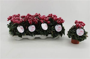 Wine Red Cyclamen persicum – 10.5cm Pot