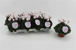 White Small-Flowered Cyclamen persicum – 10.5cm Pot