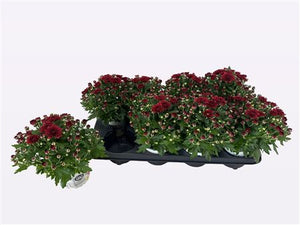 Pink Bicolour Chrysanthemum – 12cm Pot