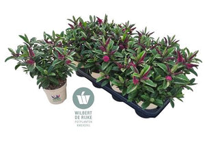 Pink Hebe 'Kirikau' – 12cm Pot, 30cm High