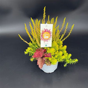 Autumn Glow Silver Purple Perennial – 13cm Pot