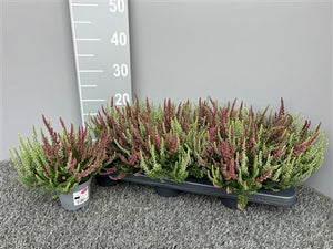 Calluna vulgaris ‘Garden Girls Fluffy’ Heather – 9cm Pot