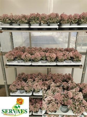 Sedum ‘Vie en Rose’ – 13cm Pot