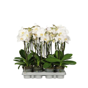 White Phalaenopsis Orchid (2 Stem) – 9cm Pot