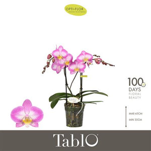 Pink Phalaenopsis Orchid – 2 Stem, 12cm Pot