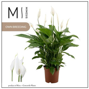 Peace Lily ‘Vivaldi’ (Spathiphyllum) – 17cm Pot