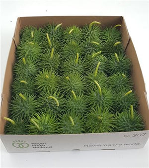 Ornamental Cucumber ‘Hedgehog’ – Green Decorative Fruit