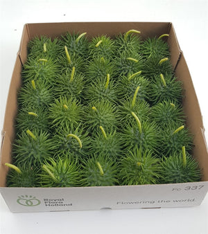 Ornamental Cucumber ‘Hedgehog’ – Green Decorative Fruit