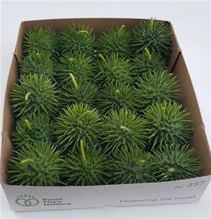 Decorative Cucumis Ornamental Fruit – Green