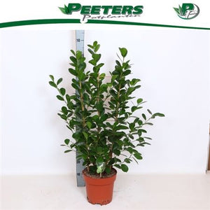 Ficus Moclame (Ficus microcarpa) – 24cm Pot