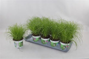 Cyperus Zumula Umbrella Grass – 12cm Pot