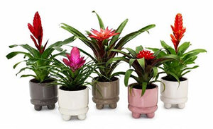 Mixed Bromeliad in Adventure Ceramic Pot – 10.5cm