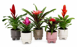 Mixed Bromeliad in Adventure Ceramic Pot – 10.5cm