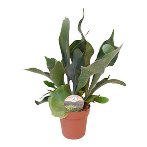 Staghorn Fern (Platycerium bifurcatum) – 12cm Pot