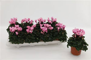 Peach and Pink Cyclamen persicum – 10.5cm Pot