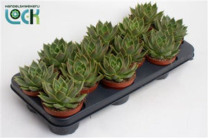 Echeveria Agavoides Succulent – 10.5cm Pot