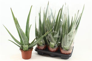 Aloe Vera Plant (Aloe barbadensis) – 14cm Pot