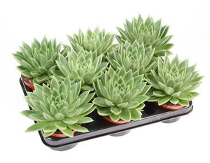 Echeveria Miranda Succulent – 10.5cm Pot