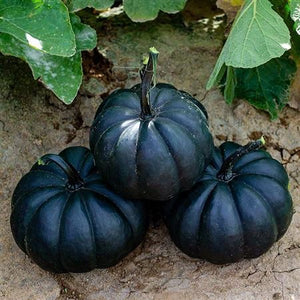Black Cat Ornamental Pumpkin – Large Decorative Fruit