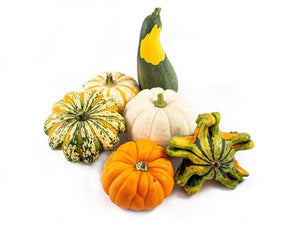 Mixed Ornamental Gourds – Decorative Pumpkin Collection