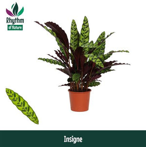 Calathea ‘Insigne’ Prayer Plant – 17cm Pot