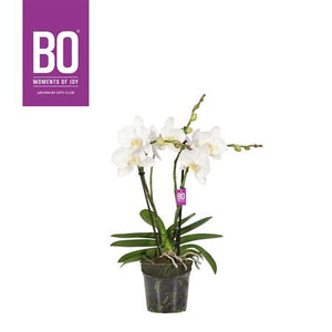 White Phalaenopsis Orchid – 2 Stem, 12cm Pot