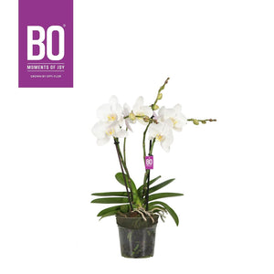 White Phalaenopsis Orchid – 2-3 Stem, 12cm Pot