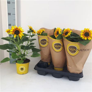 Sunflower ‘Sunsation Flame’ (Helianthus annuus) – 13cm Pot