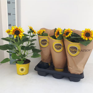 Sunflower ‘Sunsation Flame’ (Helianthus annuus) – 13cm Pot