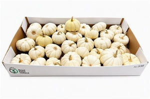 White Ornamental Cucumis Fruits – 5cm