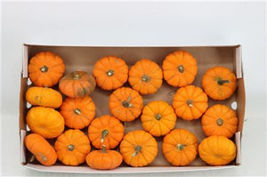 Orange Jack Be Little Ornamental Pumpkins – Pack of 20